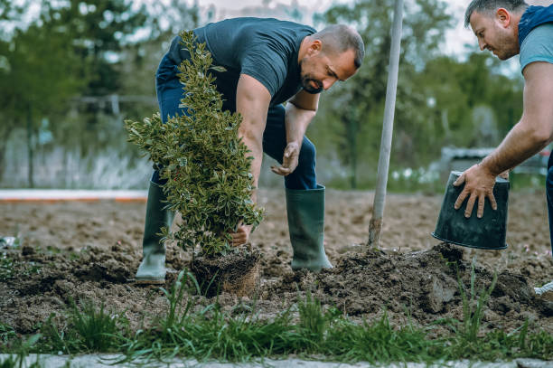 Reliable Fort Payne, AL Tree Care Services Solutions